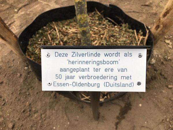 Pflanzen einer Silberlinde